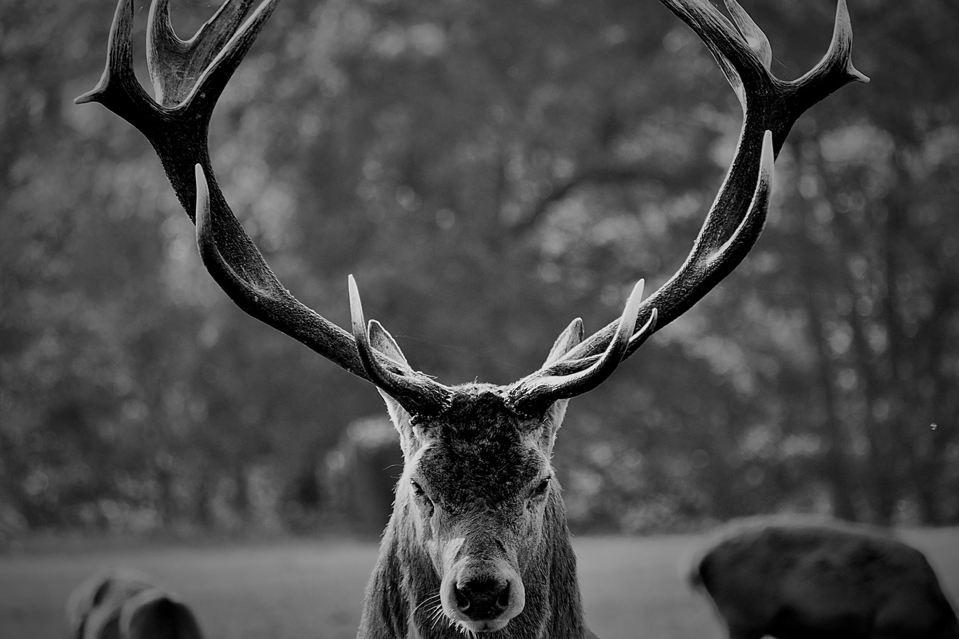 Black and white photo of a stag with large antlers in an English forest.