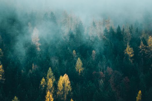 Misty view of a lush forest with fog rolling over the treetops.