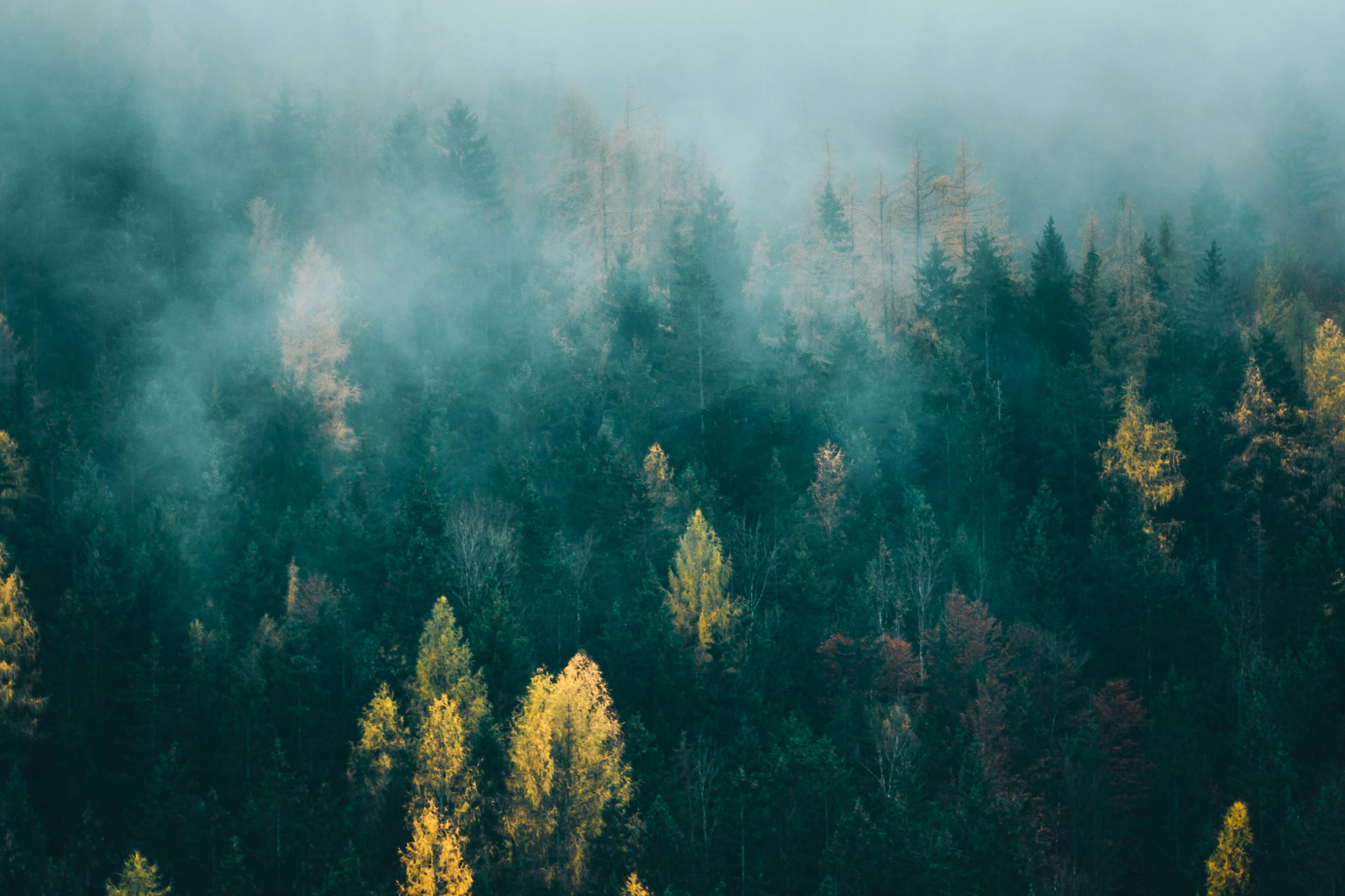 Foggy Forest · Free Stock Photo