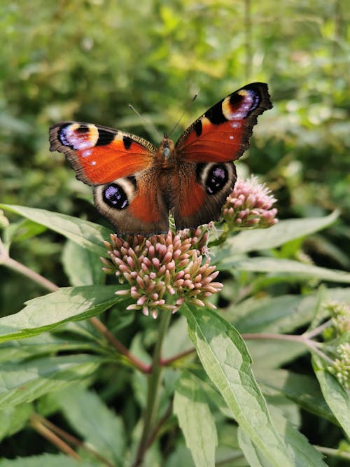 A Peacock Butterfly Perched on Pink Flowers