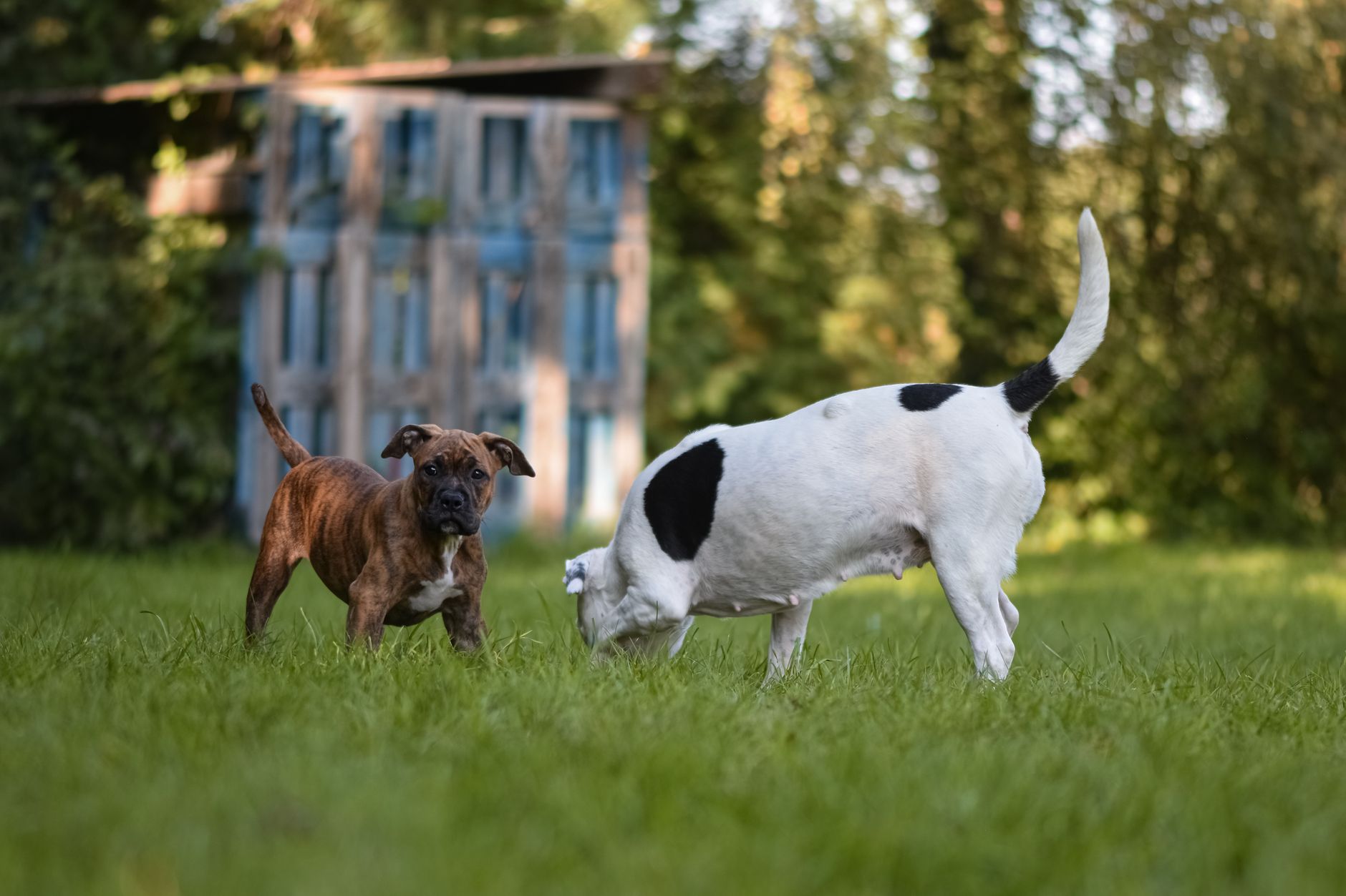 Two dogs playing joyfully in a lush green grass field on a sunny day.