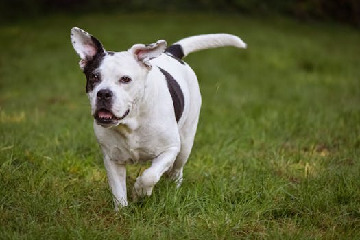 Adorable bull terrier joyfully running across lush green grass outdoors.