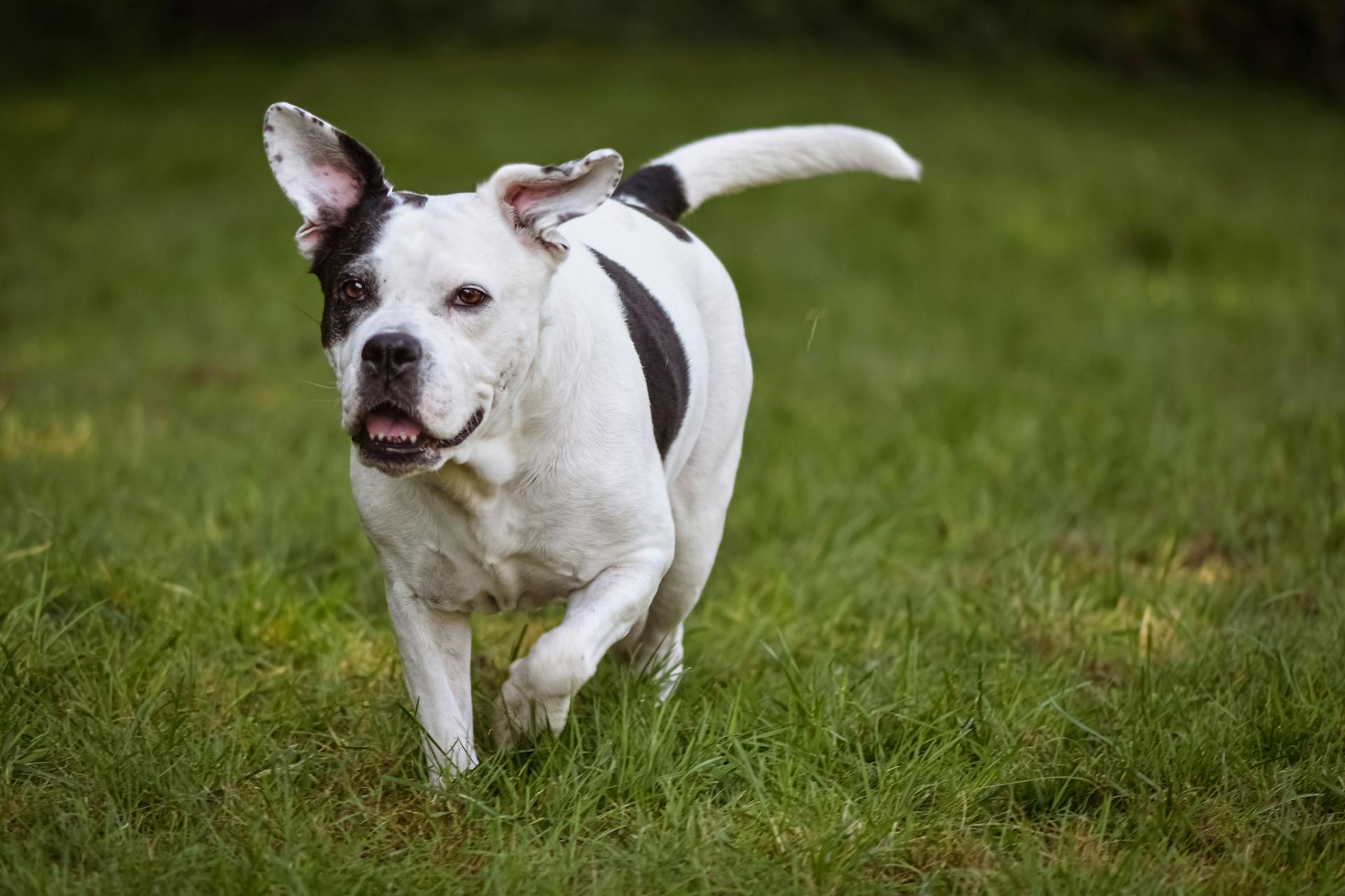 En bullterriervalp som går på gräs