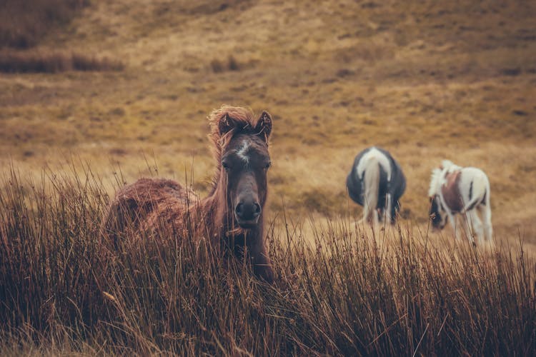 Wild Horses In A Grass Field