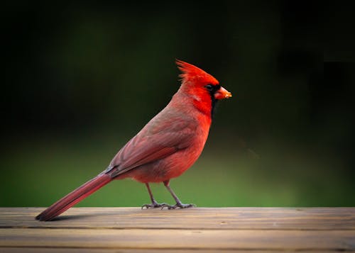 Free Close-up Photo of a Red Northern Cardinal Stock Photo