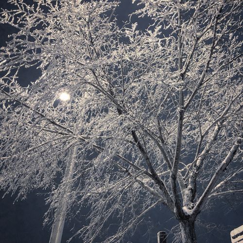 Free stock photo of beautiful, beautiful nature, christmas Stock Photo