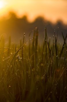 Close-up of dewdrops on grass during sunrise in India, showcasing nature's beauty.