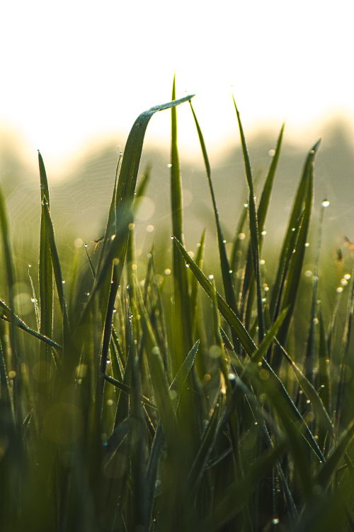 Free A close-up shot of dewdrops on grass blades at sunrise, capturing the freshness of nature. Stock Photo
