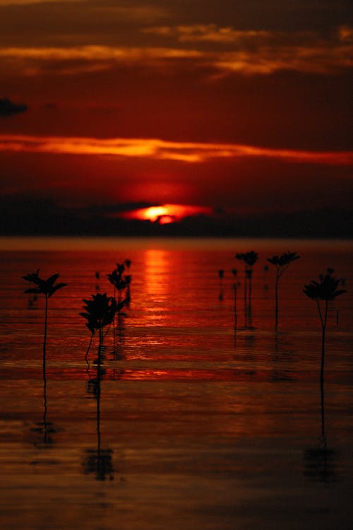 Free Silhouette of Lilies on Body Of Water during Sunset Stock Photo