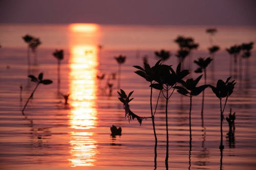 새벽, 수생 식물, 실루엣의 무료 스톡 사진