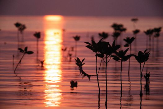 A serene view of silhouetted water plants during a warm sunset over tranquil waters.