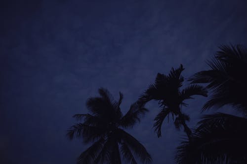 低角度拍攝, 晚間, 棕櫚樹 的 免费素材图片