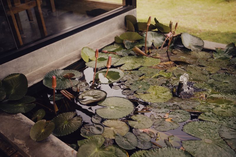 A tranquil pond covered in lily pads — photo by Alexey Demidov on Pexels