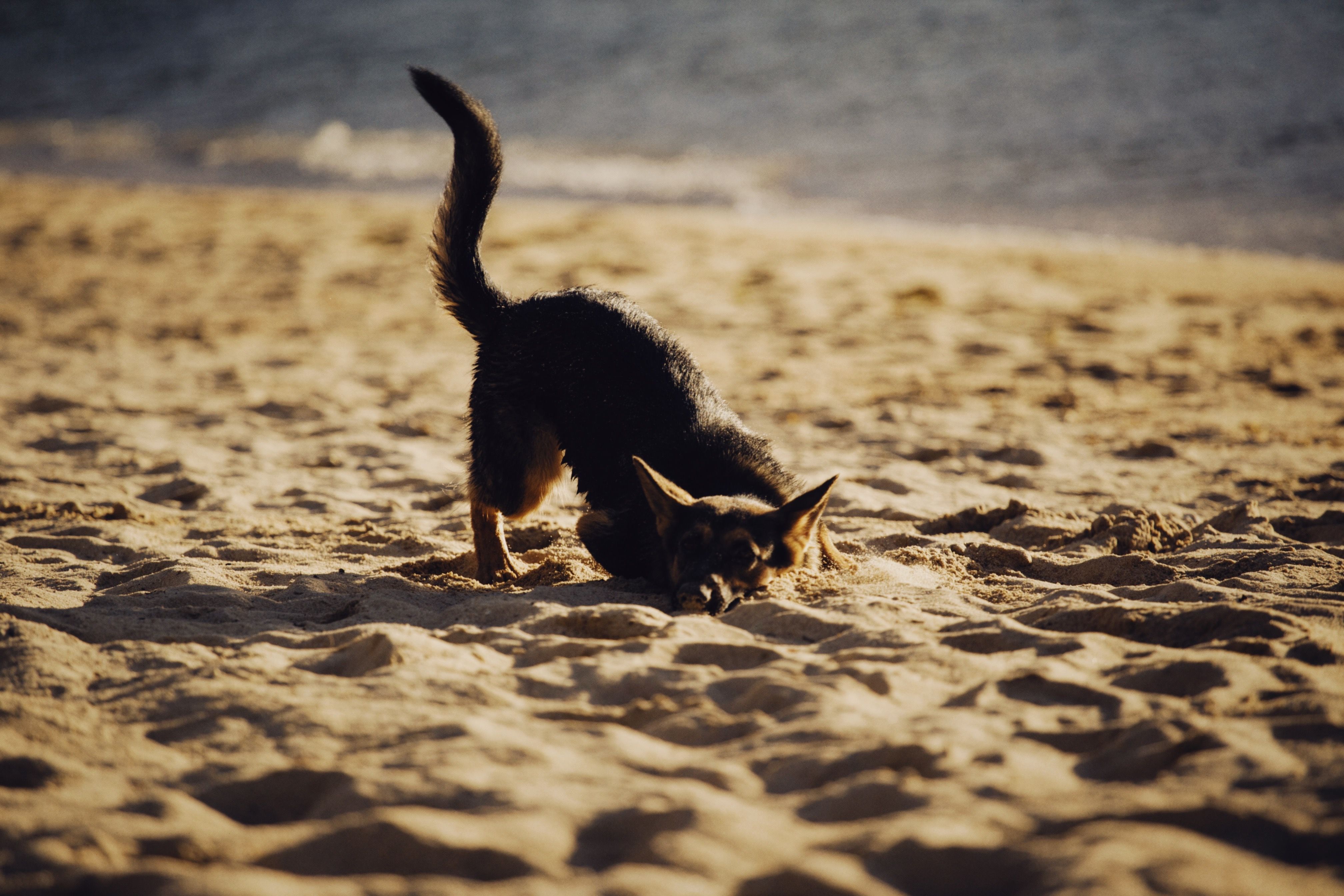 A playful dog digging in the sand at a sunny beach, capturing a joyful moment.