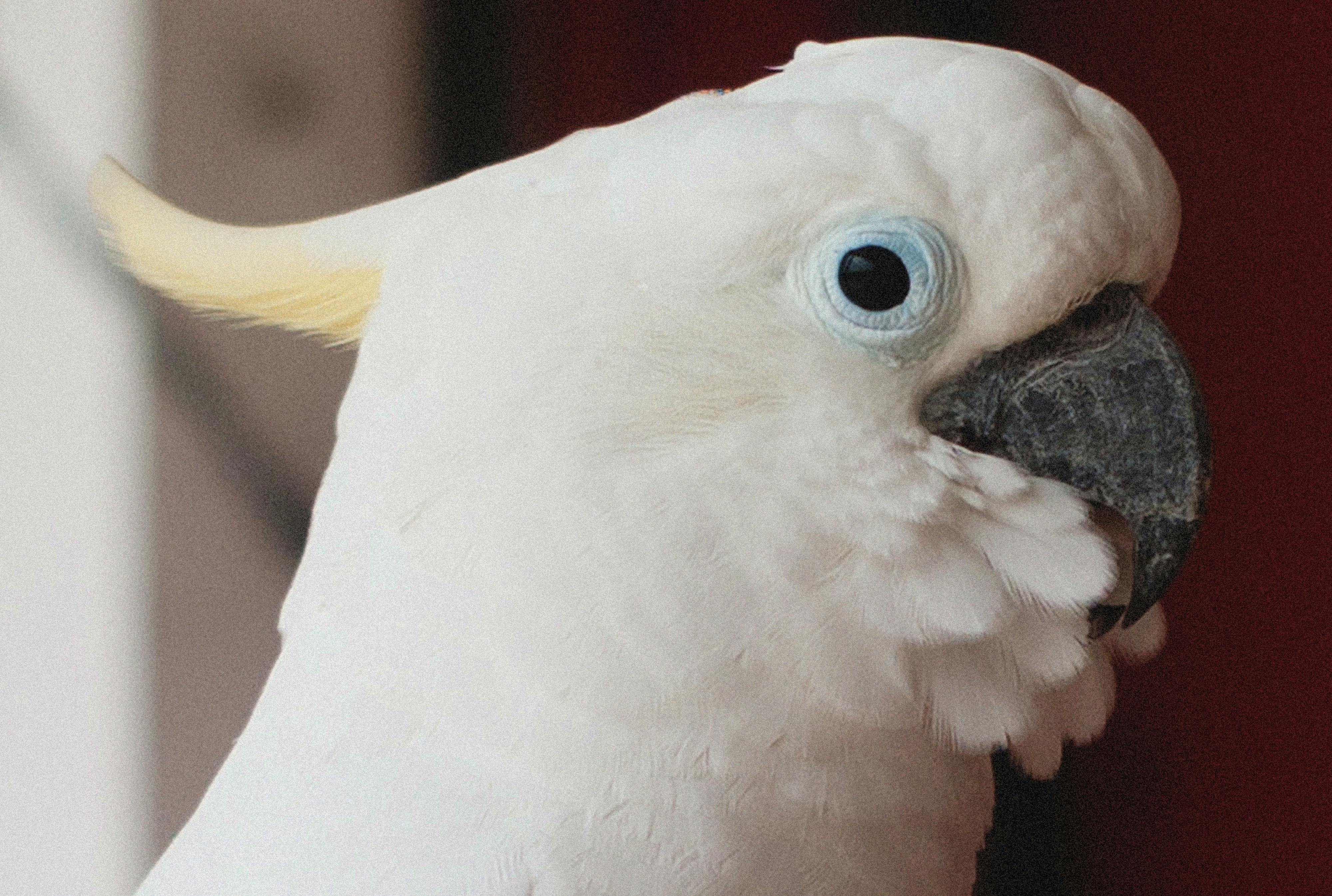 Cockatoo