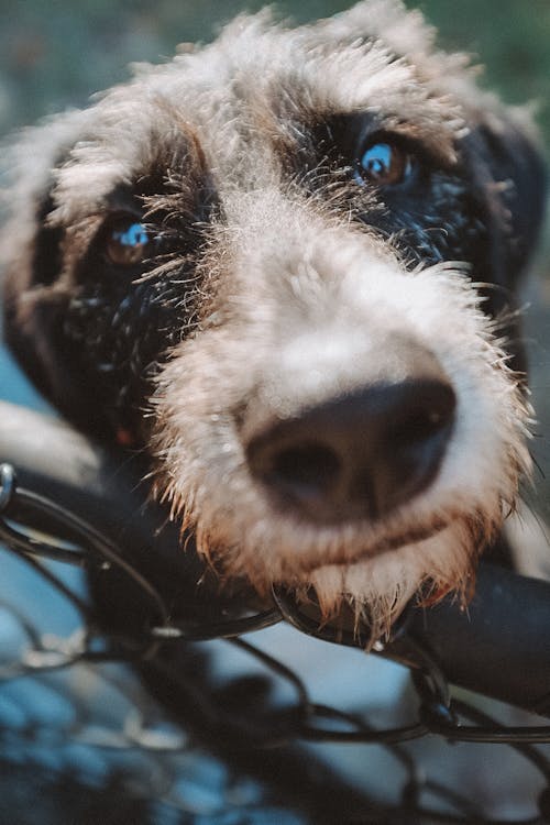 Close-up Photo of Jack Russell Terrier 