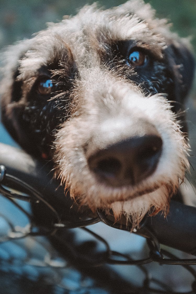 Close-up Photo Of Jack Russell Terrier 