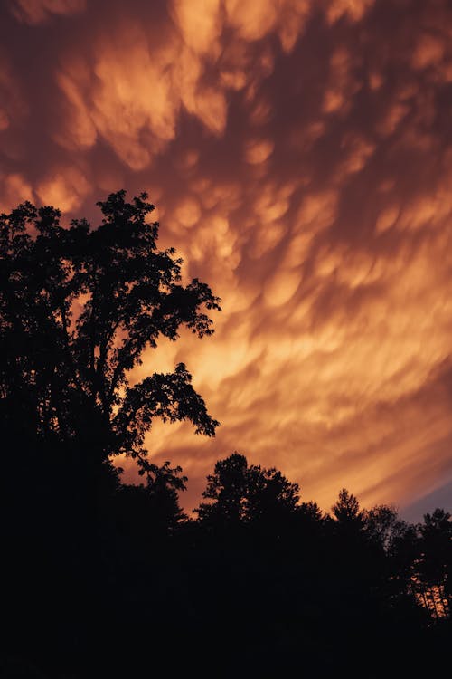 Fotos de stock gratuitas de arboles, cielo impresionante, hermoso atardecer