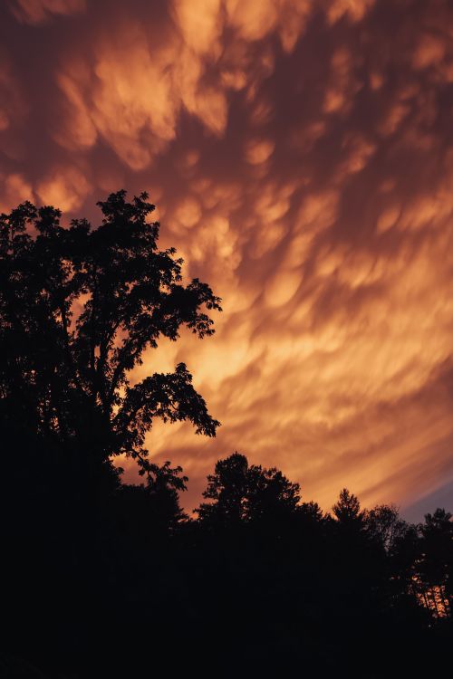 Free Vibrant sunset sky with dramatic clouds and tree silhouettes, creating a stunning natural scene. Stock Photo