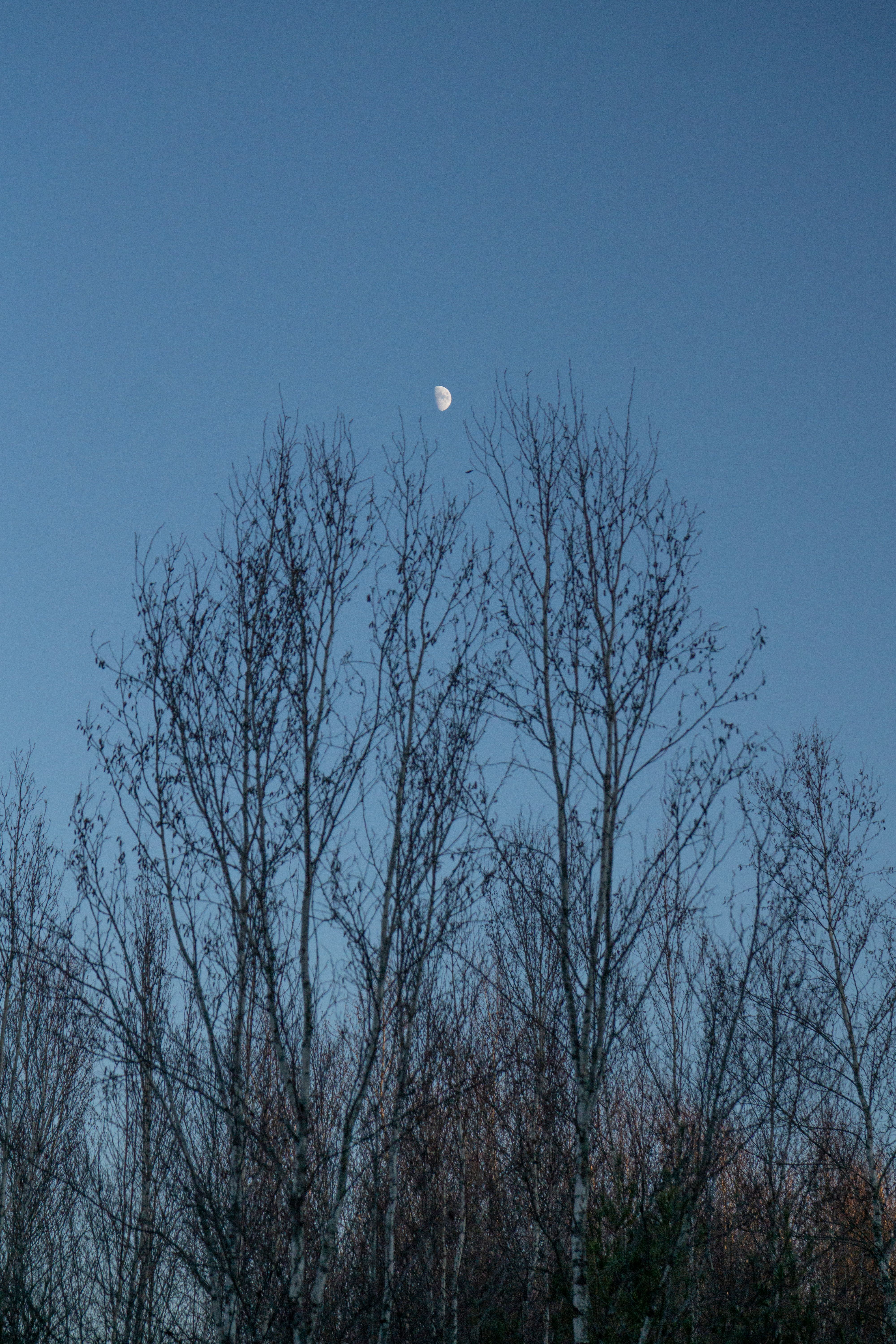 Moon rises over leafless trees during an evening clear sky, creating a serene natural landscape.