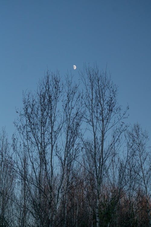 Leafless Trees Under Blue Sky