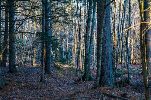 Ilmainen kuvapankkikuva tunnisteilla lähikuva, metsä, puinen
