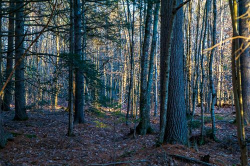 Free Peaceful forest landscape showcasing tall trees and gentle sunlight filtering through leaves. Stock Photo