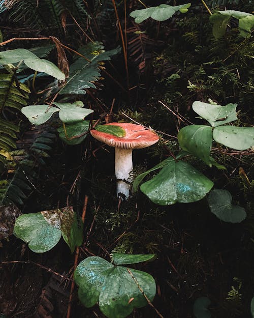 Close-up Photo of Mushroom on Soil 