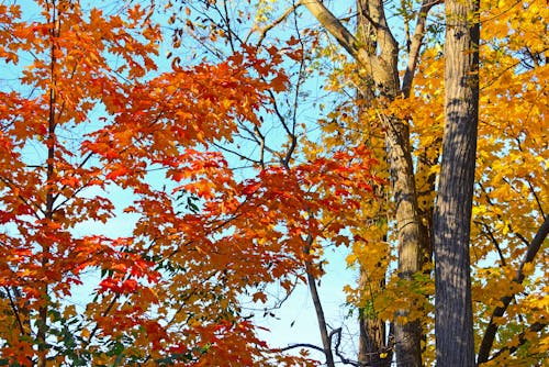 Free stock photo of autumn, autumn background, autumn trees