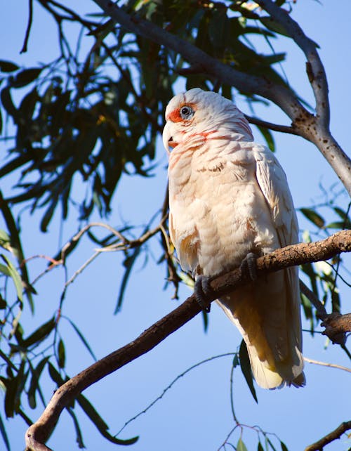 Free stock photo of australia, australian bird, beautiful Stock Photo