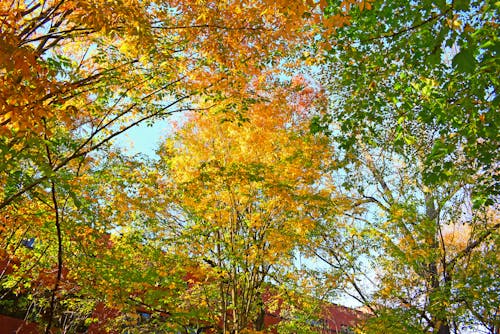 Free stock photo of autumn, autumn background, autumn colors