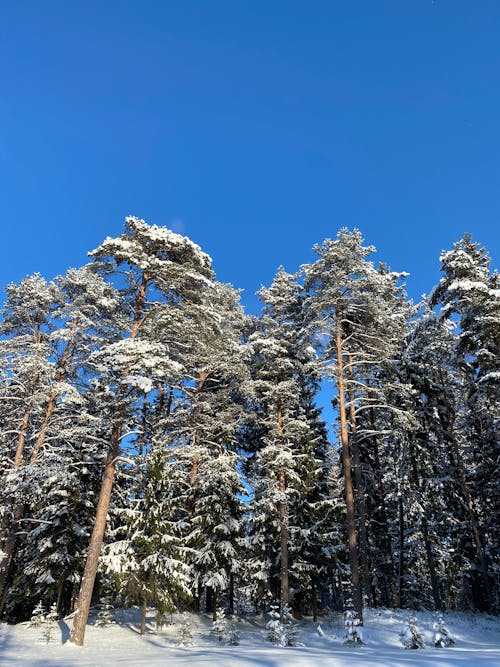 Photos gratuites de arbres, atmosphère froide, contre-plongée