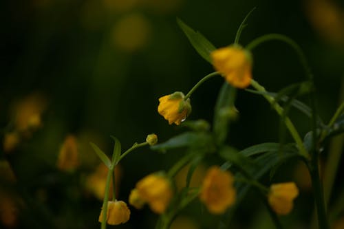 Darmowe zdjęcie z galerii z delikatny, flora, kwiaty polne