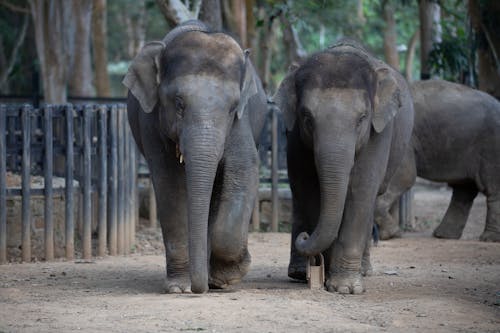 Free Two Elephants Walking on Dirt Road  Stock Photo