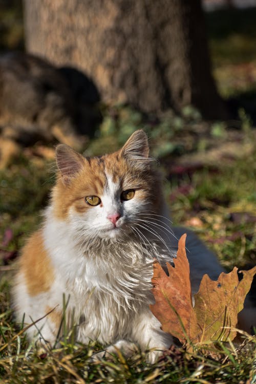 Cute Cats Lying on Grass