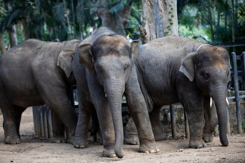 Herd of Elephants walking on Dirt Road 