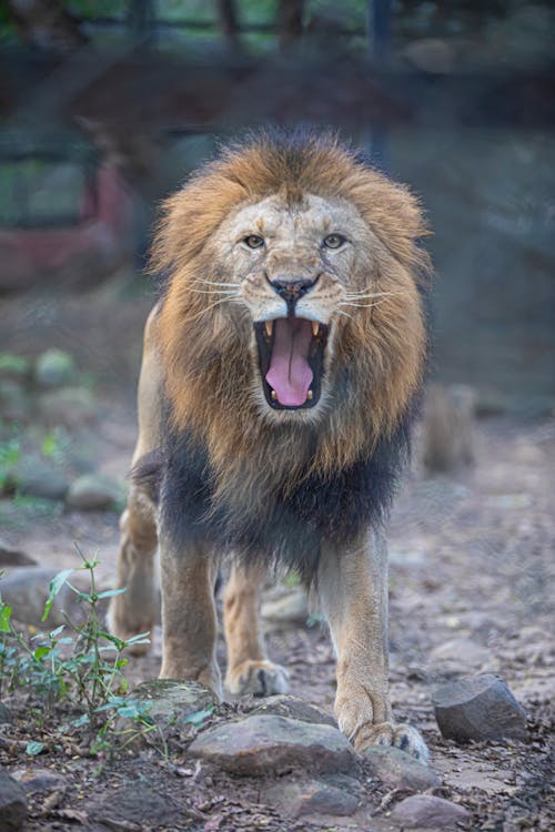 兇猛, 動物, 動物攝影 的 免费素材图片