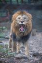 Photo of a Roaring Lion