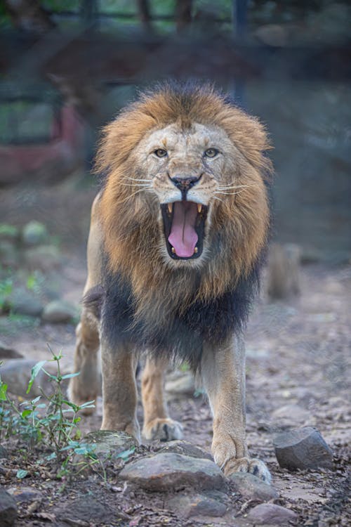 Photo of a Roaring Lion