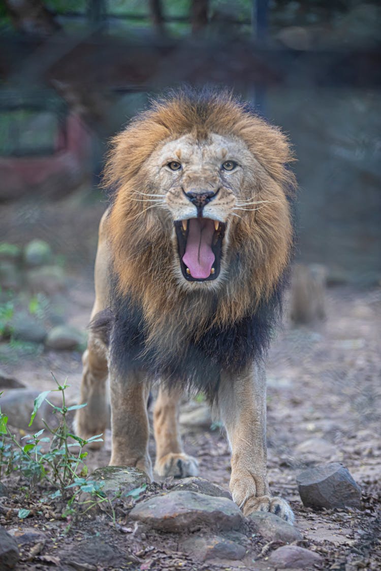 Photo Of A Roaring Lion