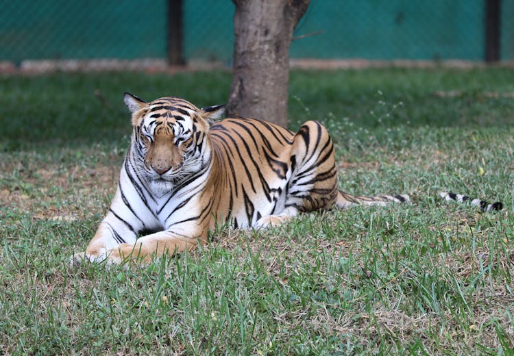 Drowsy Tiger Lying On Green Grass