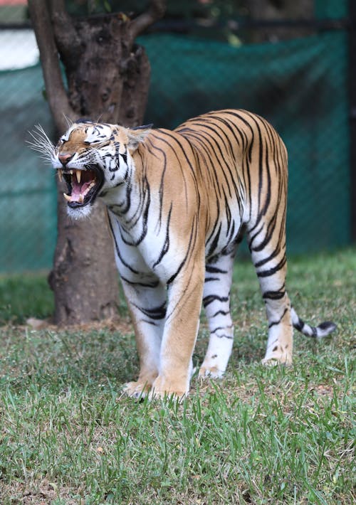 A Ferocious Tiger on Green Grass