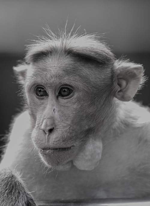 Monochrome Photo of Monkey