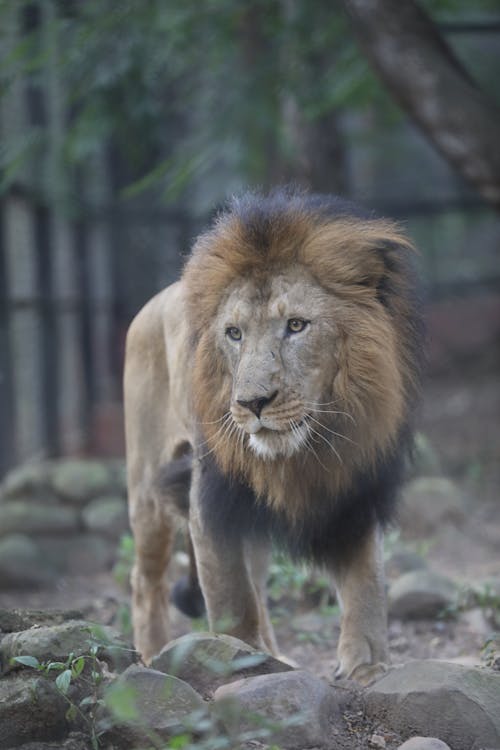 Free Lion on walking Gray Rocks Stock Photo
