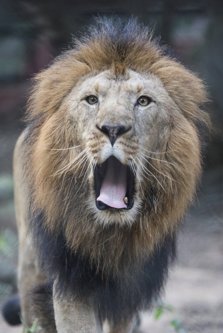 Brown Lion In Close Up Photography