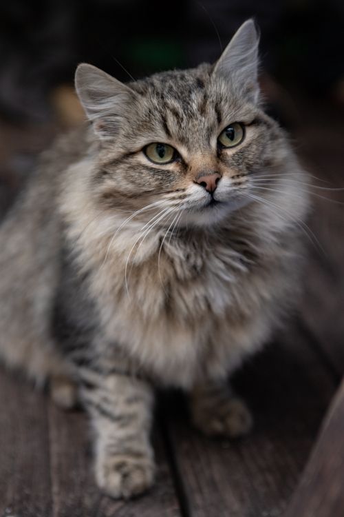 Free A fluffy cat portrait showcasing its detailed fur and whiskers Stock Photo