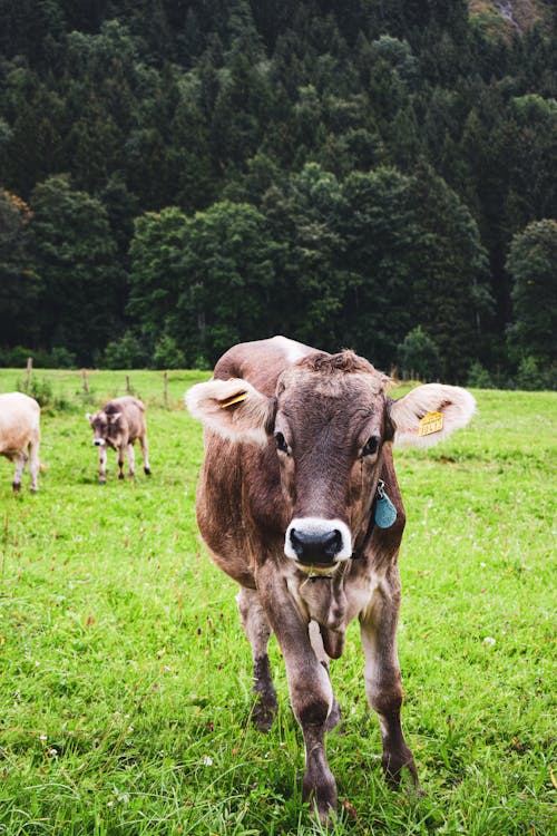 농장 동물, 동물, 서 있는의 무료 스톡 사진