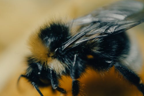 Free Macro Shot of a Bumblebee Stock Photo