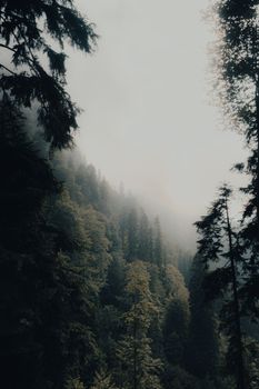 Serene misty forest landscape with tall trees and soft sunlight filtering through fog.