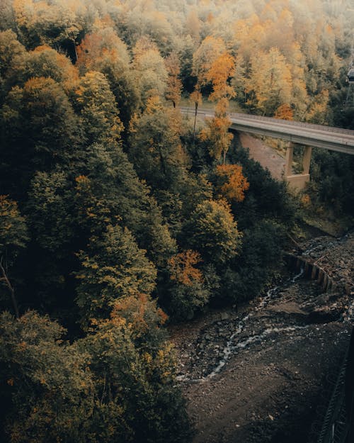 A Green Trees Near the Bridge